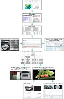 Pseudomonas aeruginosa Detection Using Conventional PCR and Quantitative Real-Time PCR Based on Species-Specific Novel Gene Targets Identified by Pangenome Analysis